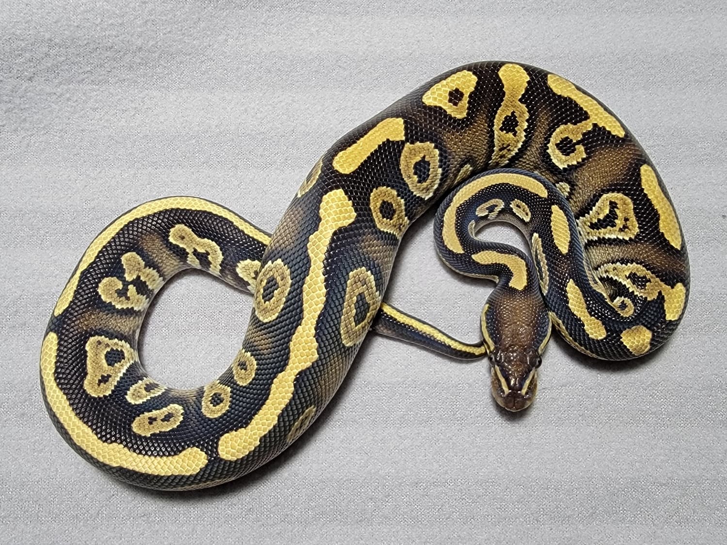 Mystic Rain PH VPI Axanthic Ball Python by Lady Lindsay & Dammit Dave's Demon Seeds