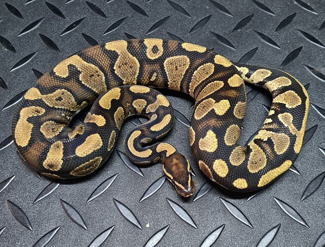 Striker by Ball Python Morphs co za