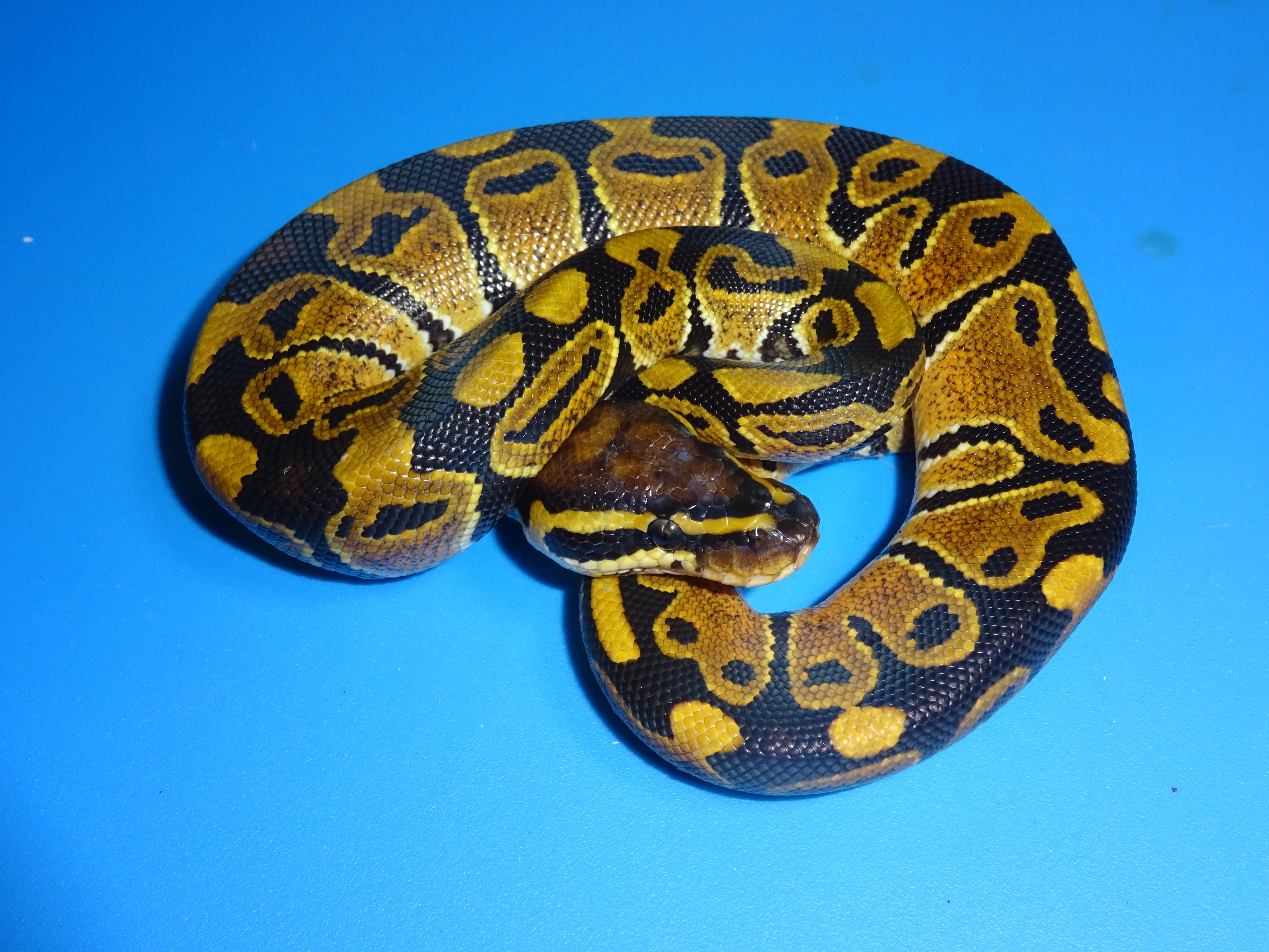 Epic Ball Python by Strictly Reptiles, Inc.