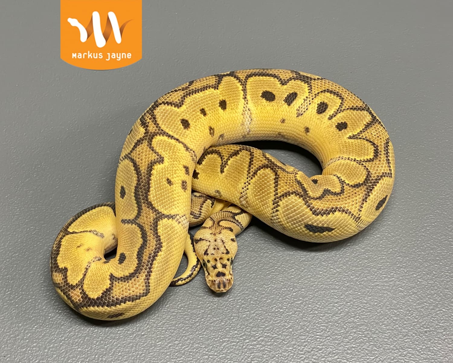 Clown Ball Python by Exotic Empire Pets - MorphMarket