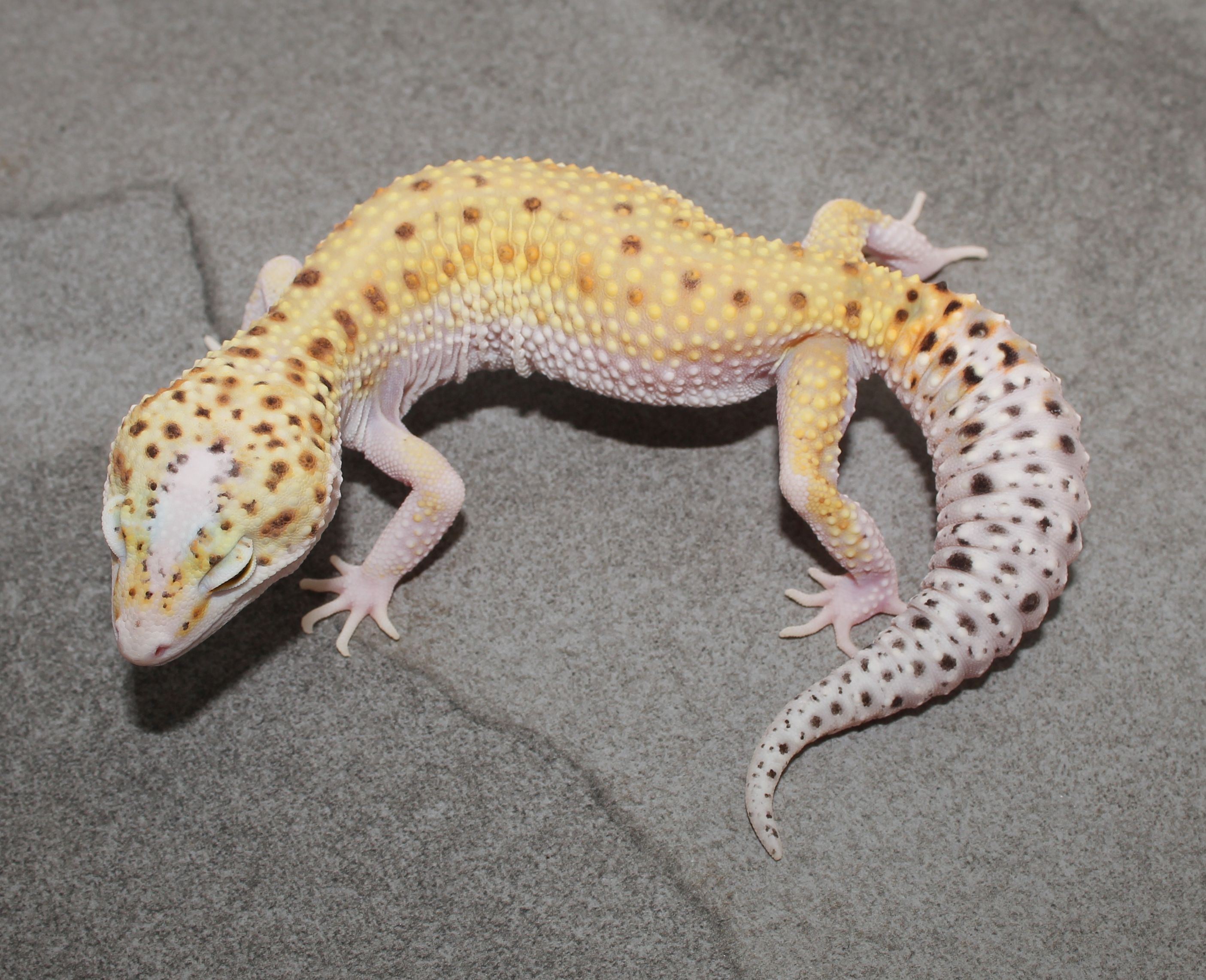 Eclipse Leopard Gecko by Impeccable Gecko