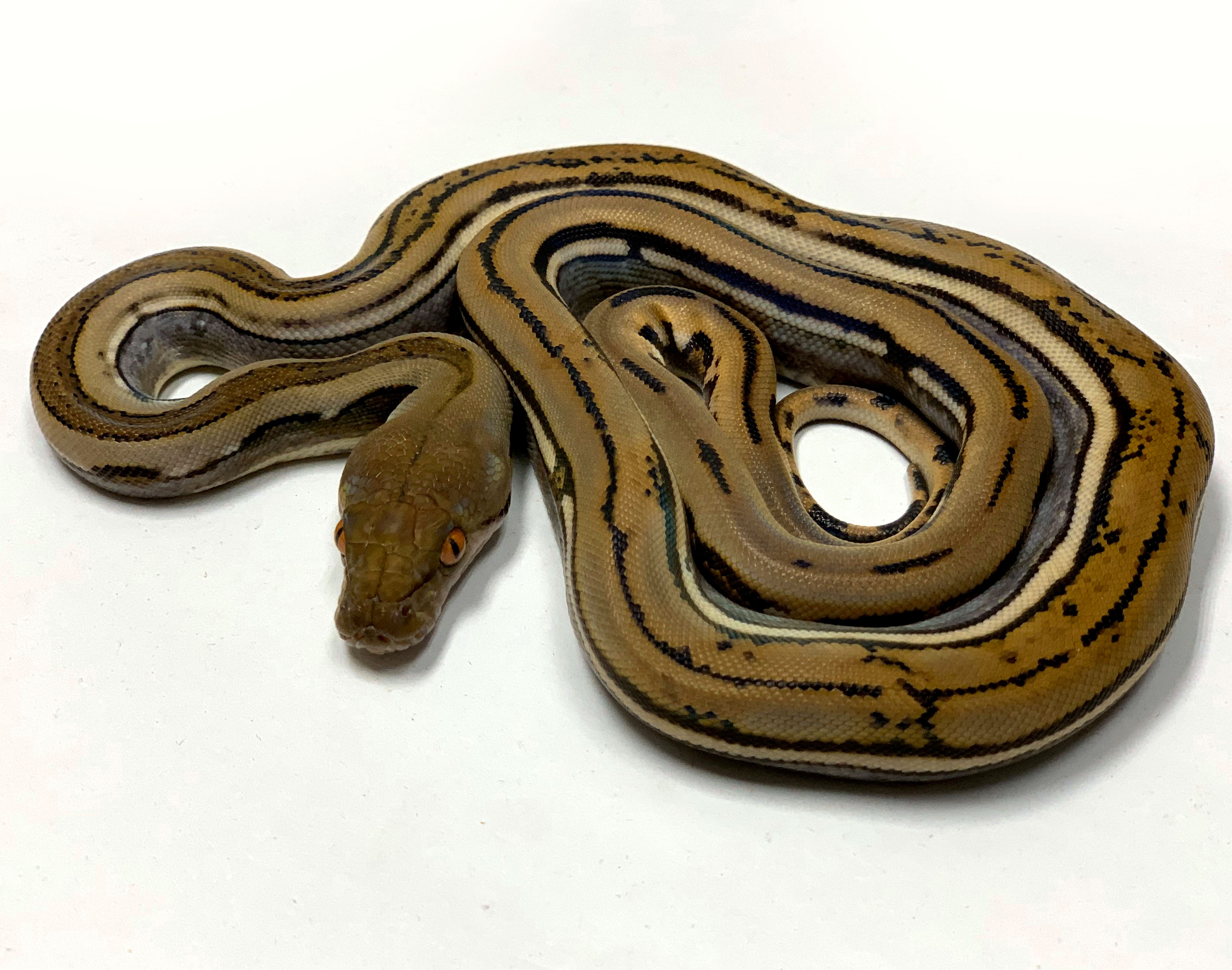 Genetic Stripe Reticulated Python by Prehistoric Pets