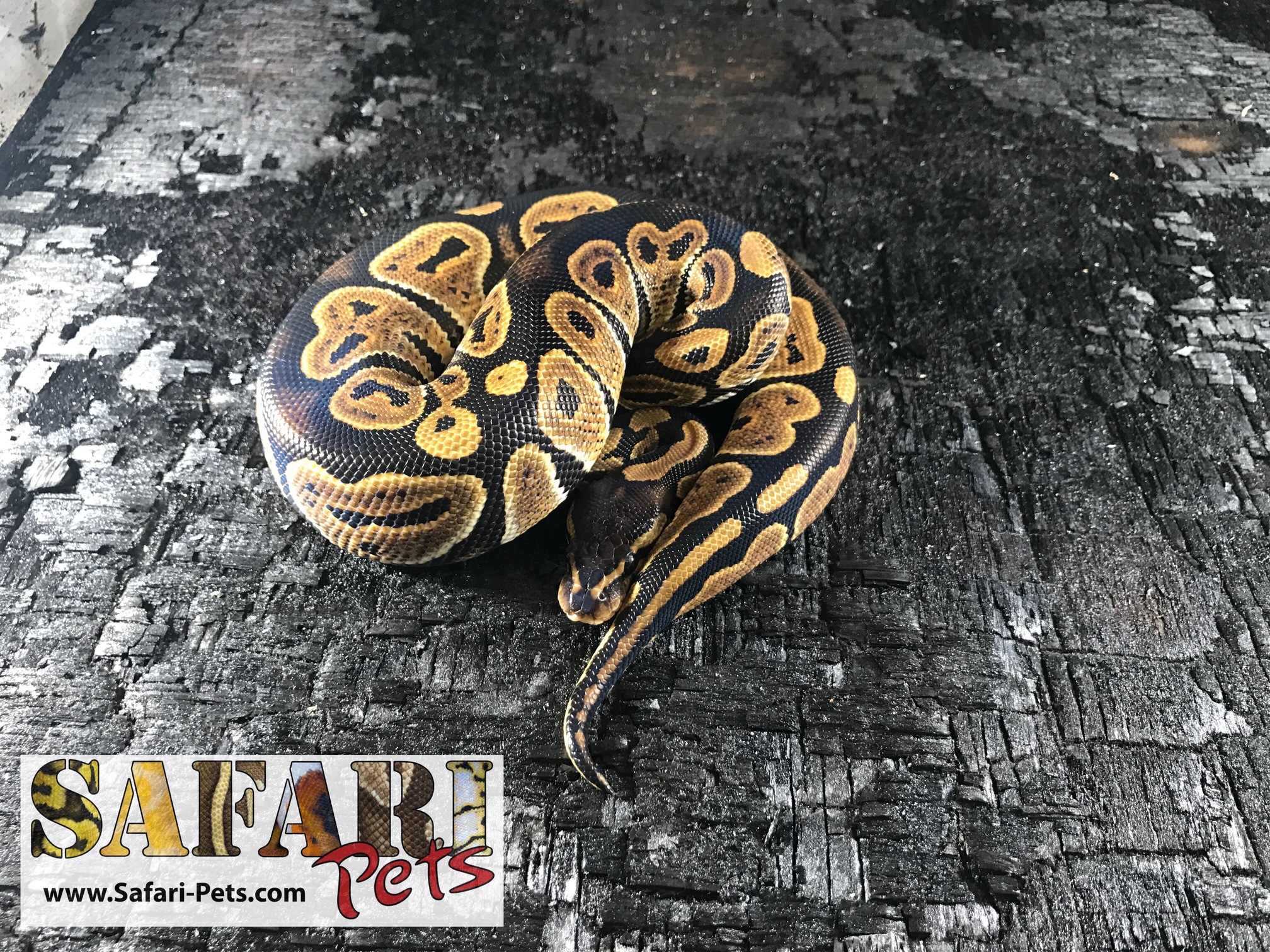 Huffman Ball Python by Safari Pets
