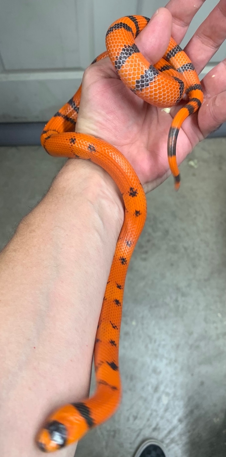 Hypo Tangerine Vanishing Pattern Female Honduran Milk Snake by Man Money Reptiles