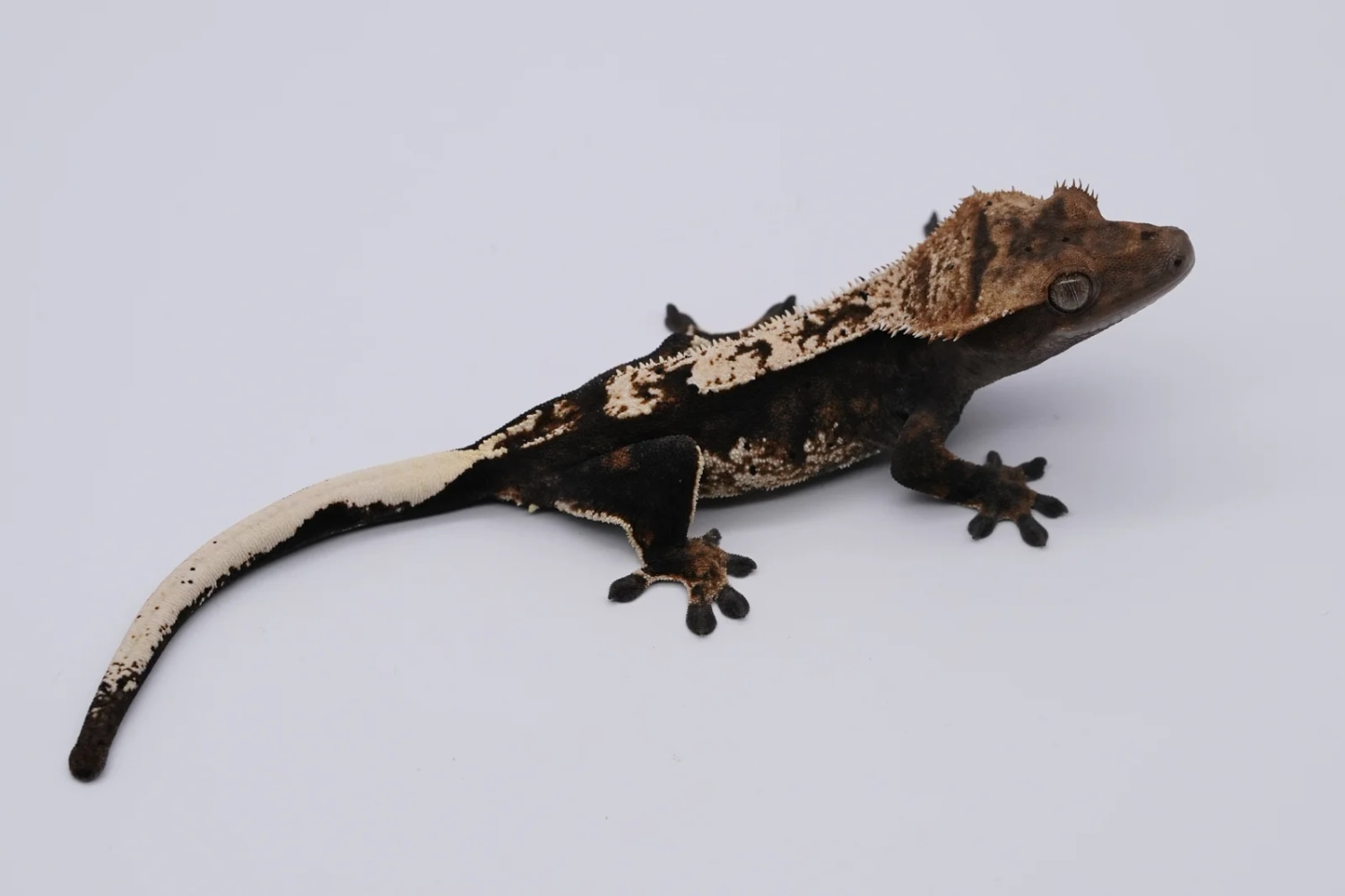 Female Charcoal Crested Gecko by Limited Edition Geckos CO LLC