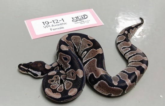 Axanthic VPI By Motor City Reptile