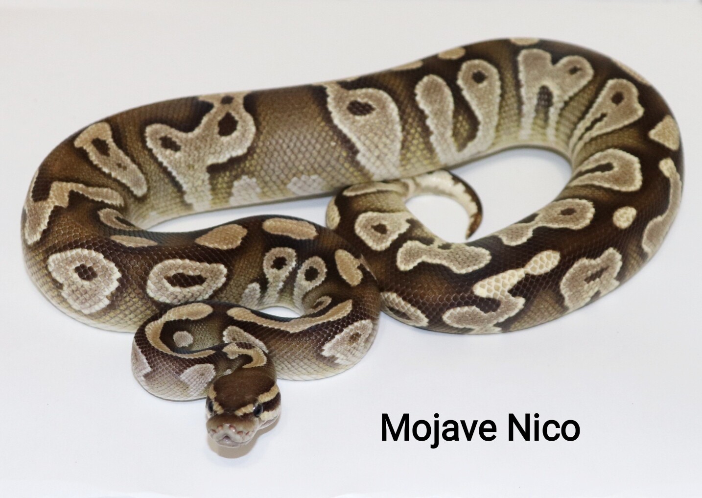 Mojave Nico by DNJ Pythons