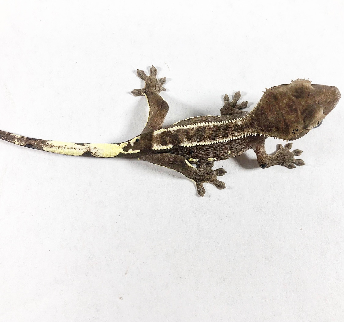 Possible Female Obscurial Axanthic Unrelated To Other Lines Crested Gecko by Lizard Wizard Reptiles