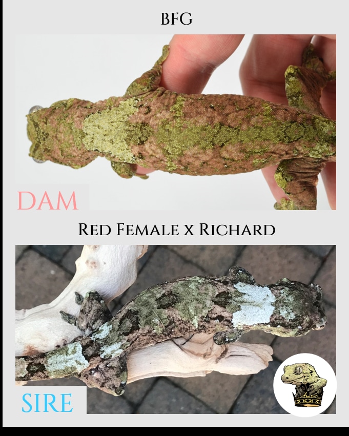 BFG Green Collar and Pink White Collar - High White Lines Chahoua Gecko by Troy's Geckos, Inc.