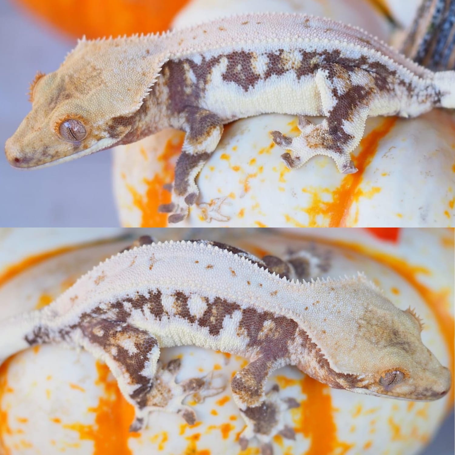 High White Lilly White Probable Male Crested Gecko by Cali-Donia Rhacs