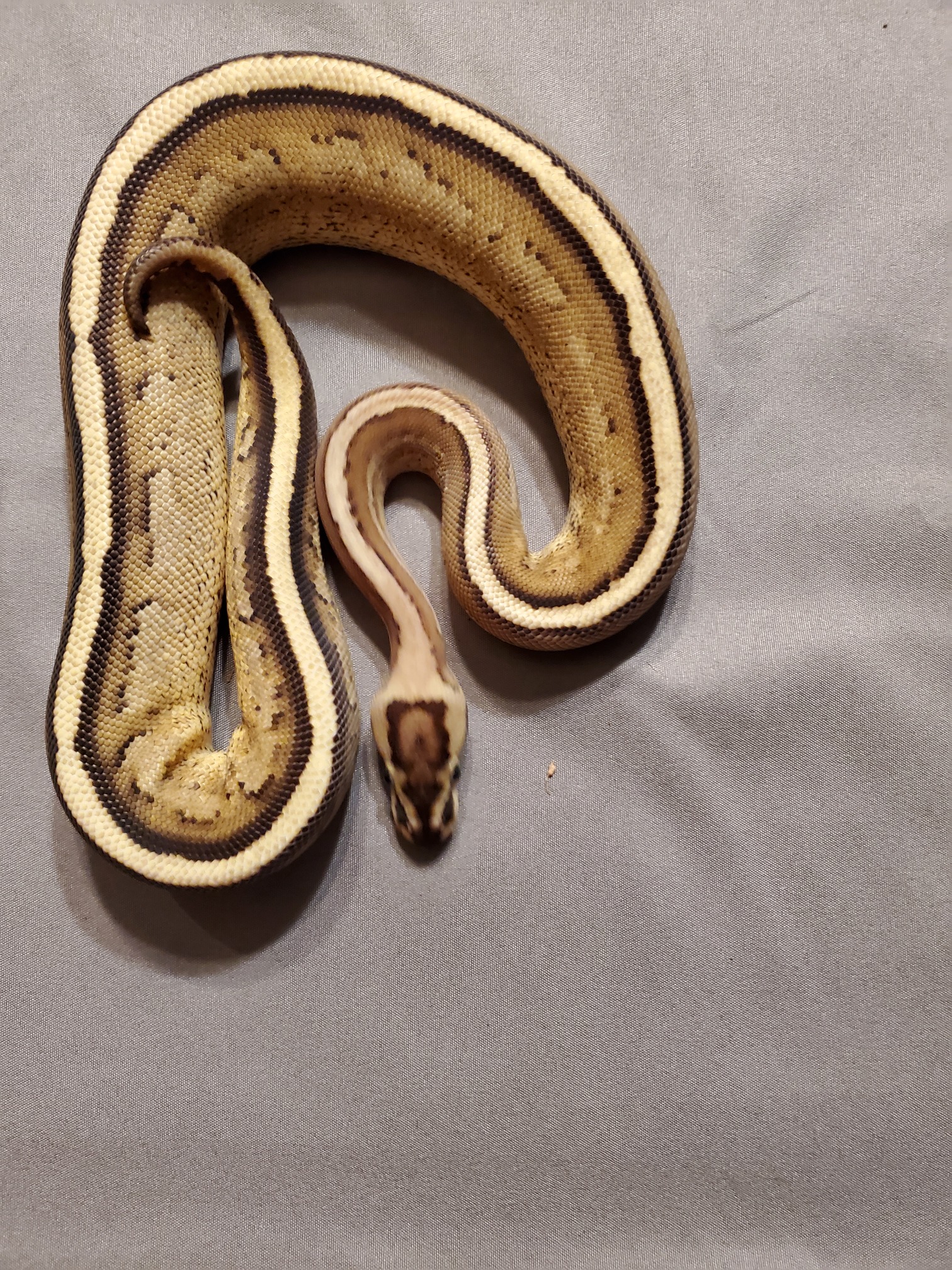 Super Spector Ball Python by Classy Reptiles