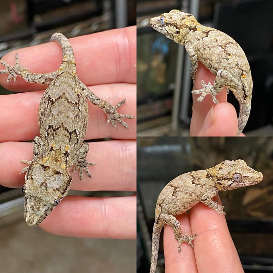 Reticulated Gargoyle Gecko by Amped Up Reptiles