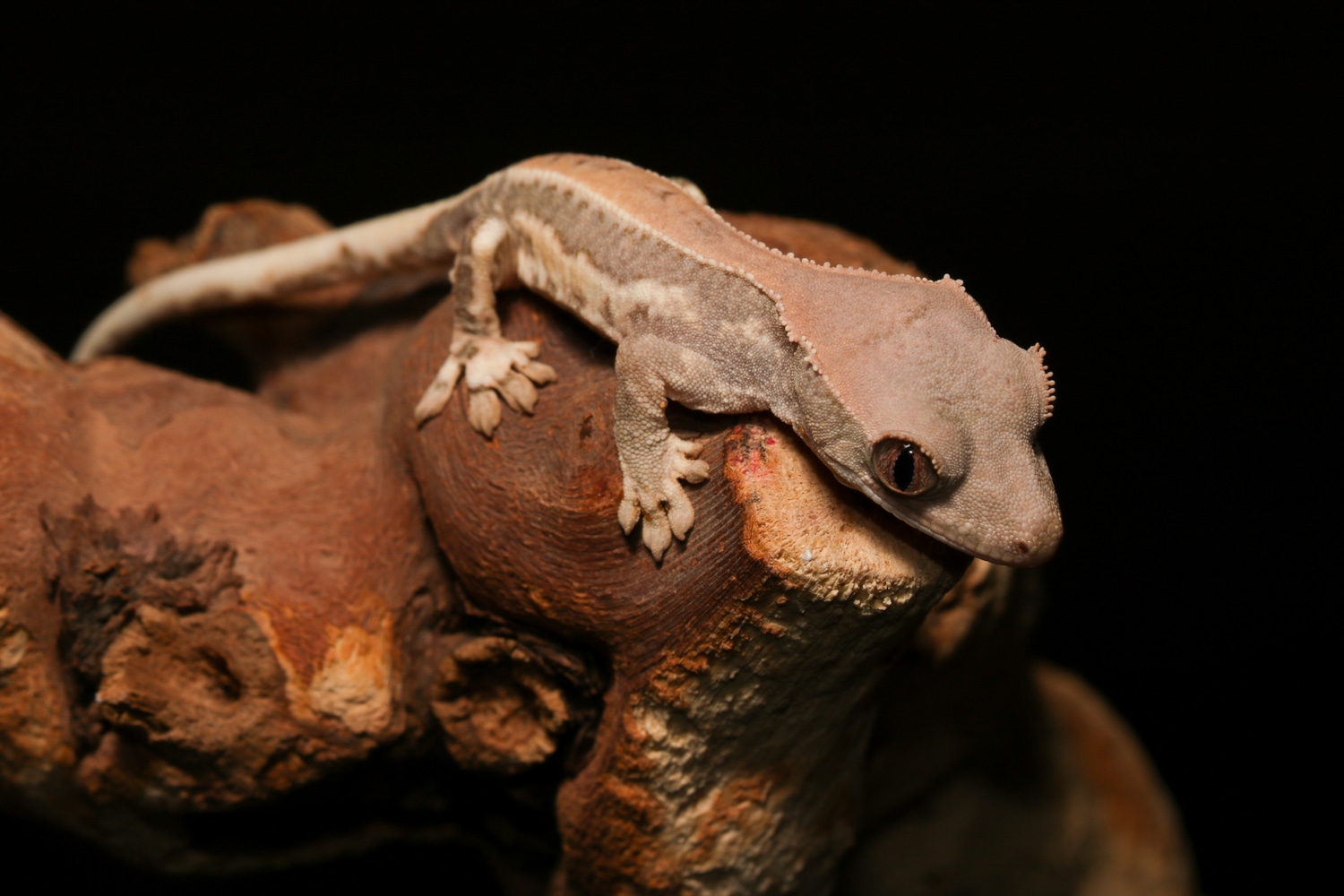 Frappuccino Poss Het Axanthic Crested Gecko by Specialty Herps