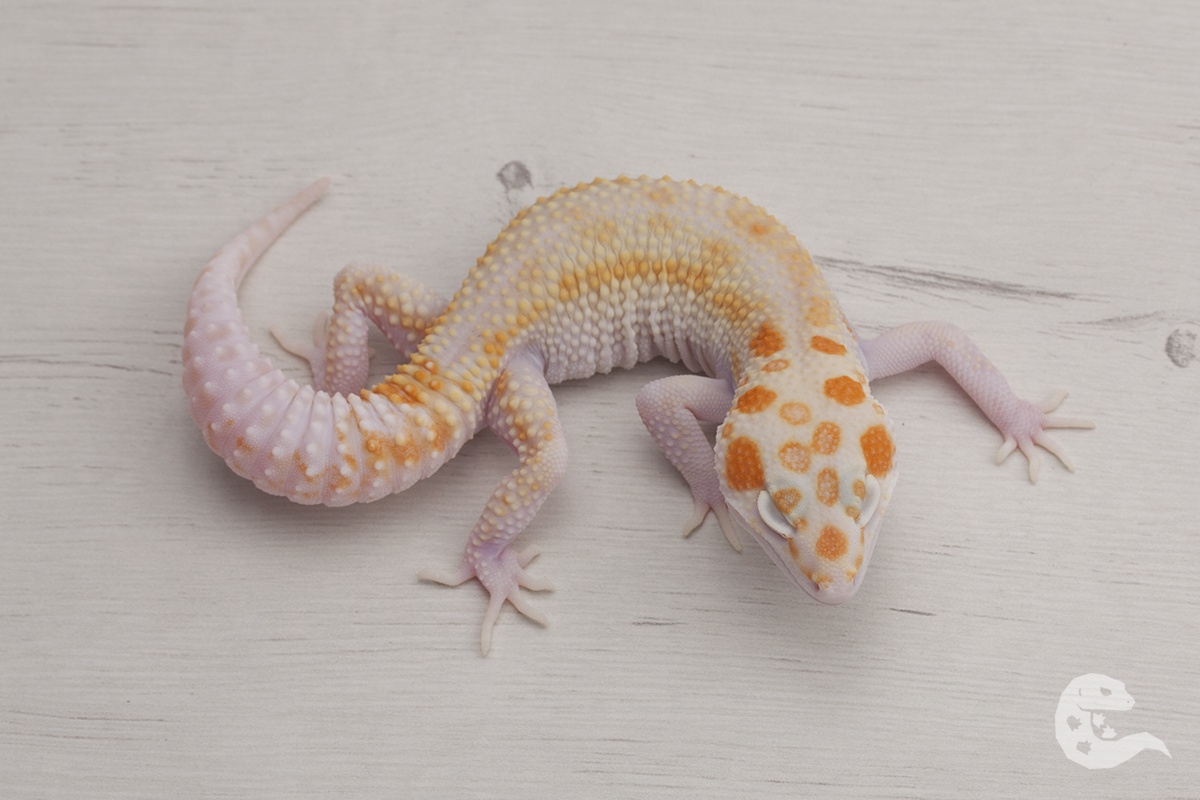Wy Fire Tremper Eclipse Leopard Gecko by Dartgeckos