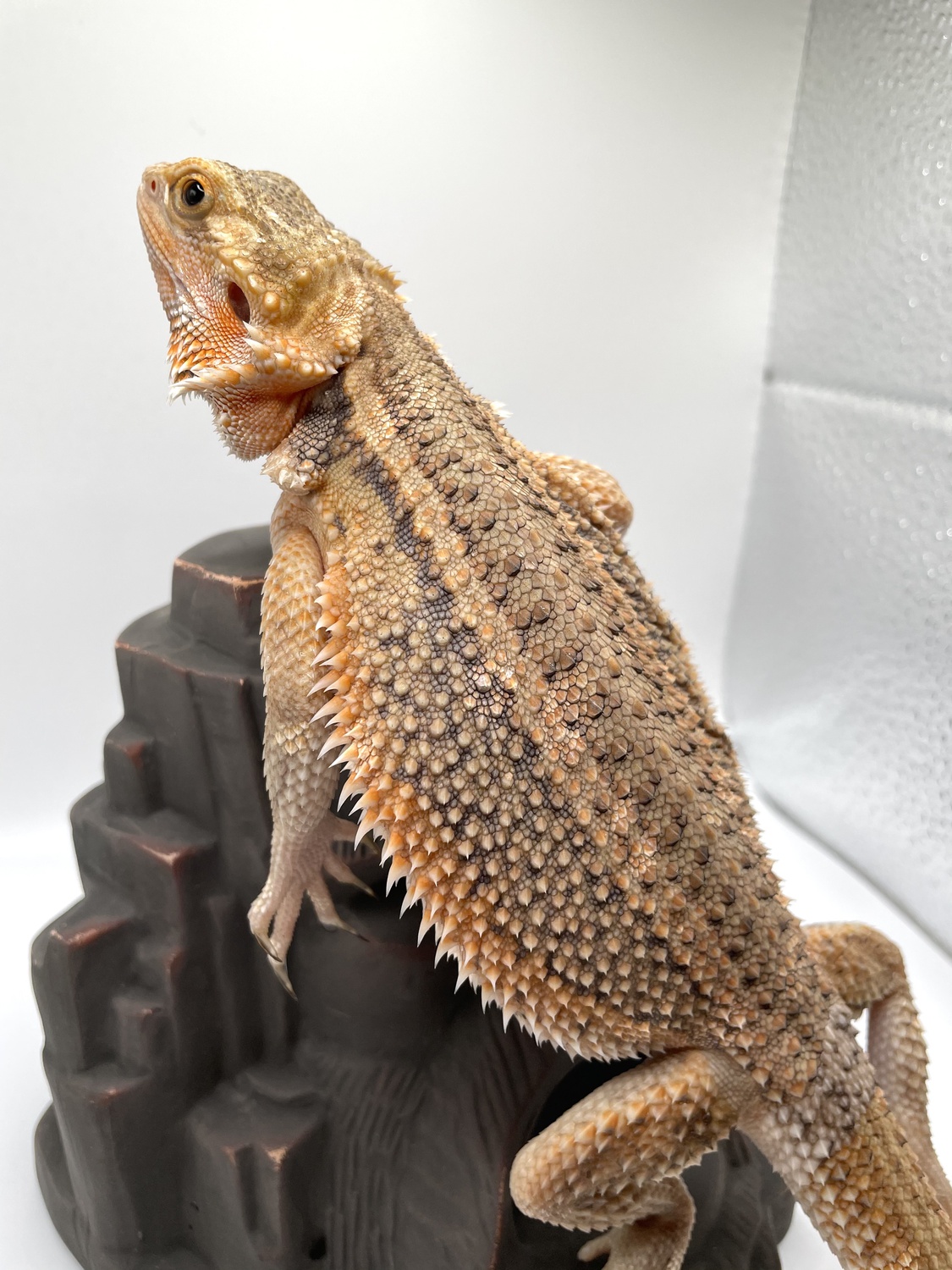 Paradox ‘Thunderbolt’ Genetic Stripe Trans Central Bearded Dragon by Killer Clutches