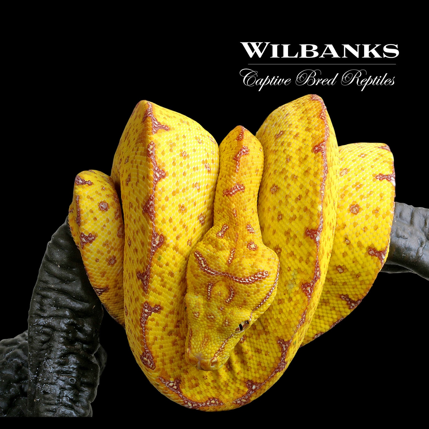 Lereh Green Tree Python by Wilbanks Captive Bred Reptiles