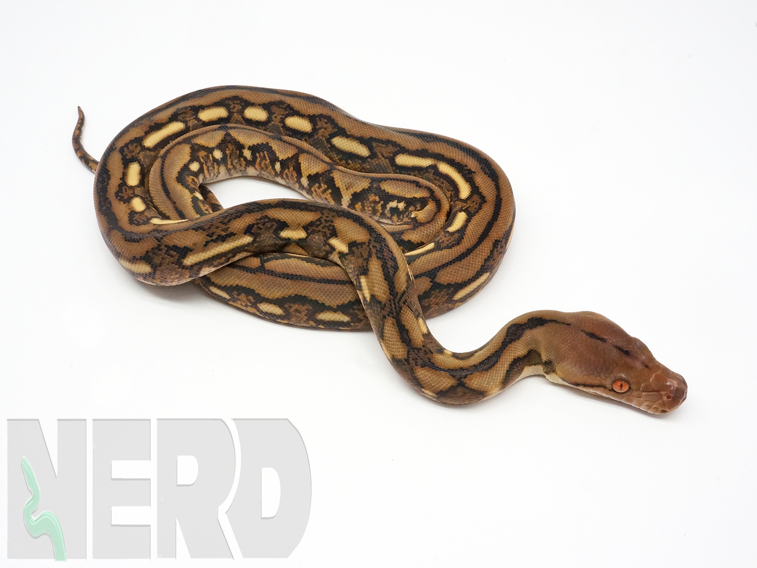 Tiger Reticulated Python by New England Reptile Distributors
