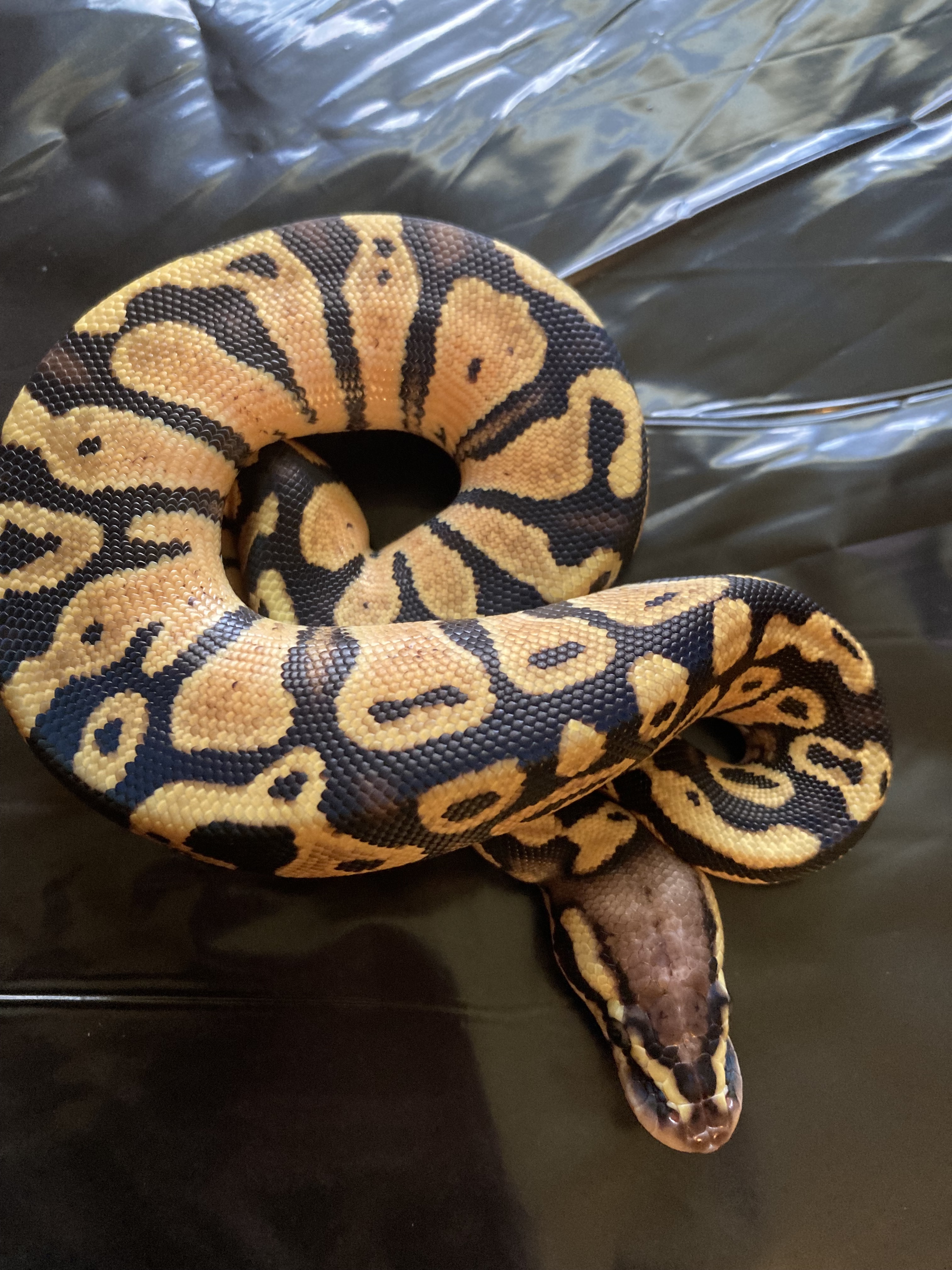 baby ball python Images High Quality Grahic Need help identify babies - Ball Pythons - MorphMarket Reptile Community