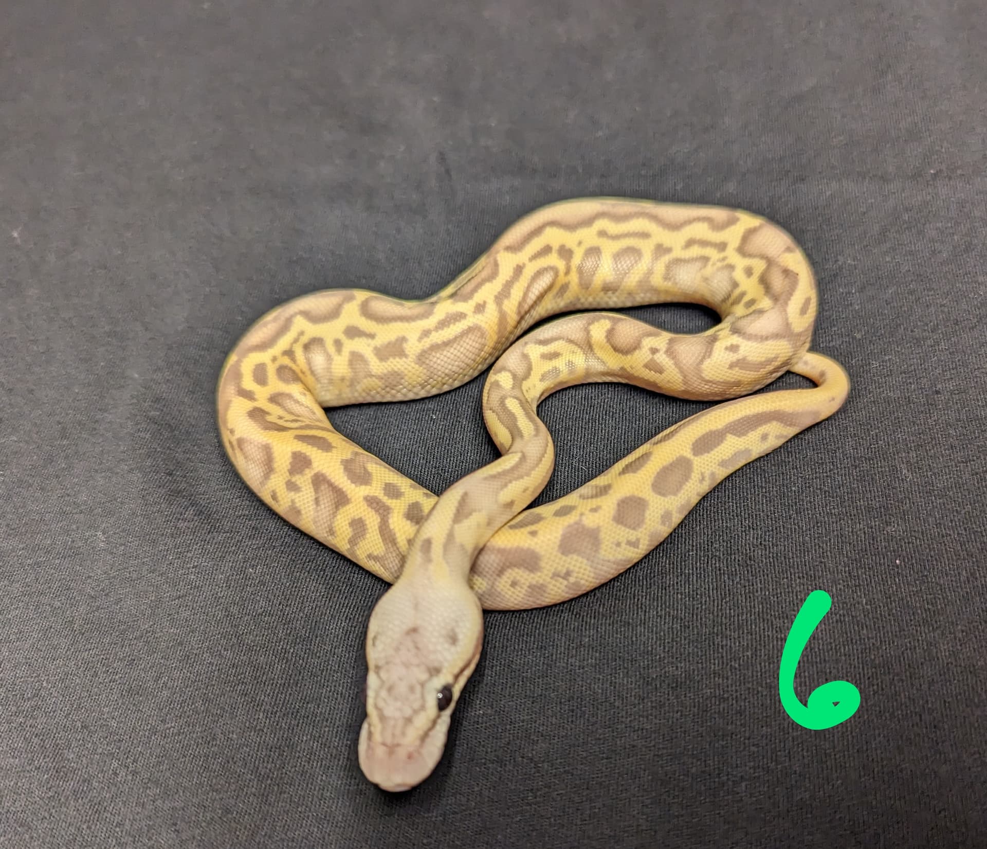 Yet Another Request For ID help - Ball Pythons - MorphMarket Reptile ...