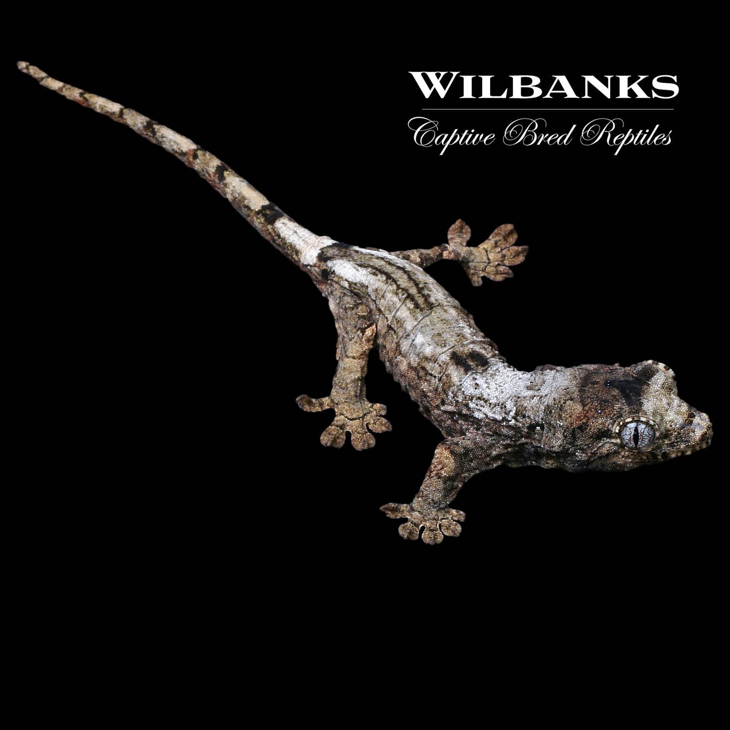 Pine Island White Out Chahoua Gecko by Wilbanks Captive Bred Reptiles