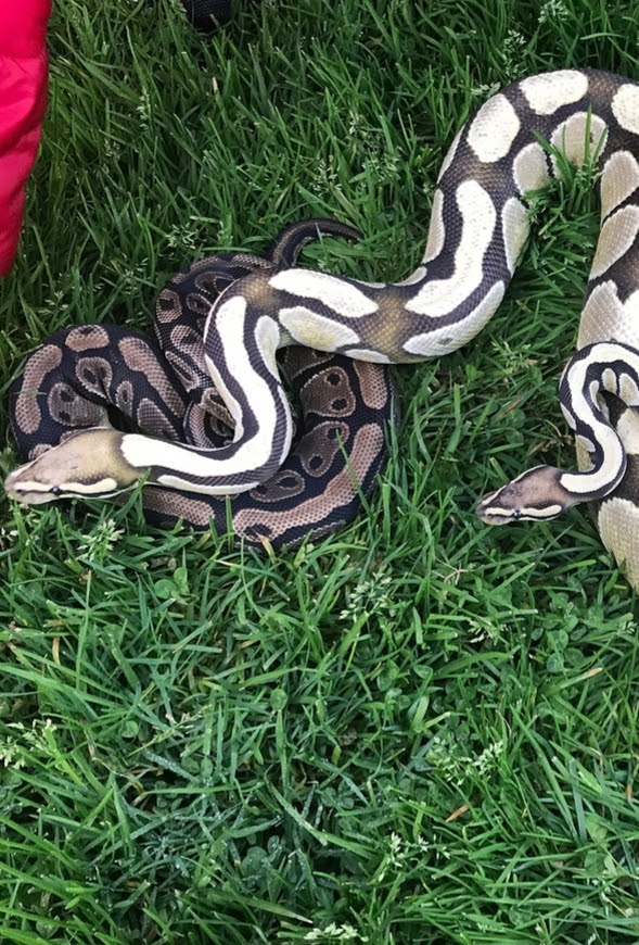 Desert Ghost Next to a wild type for reference By Papaya Pythons