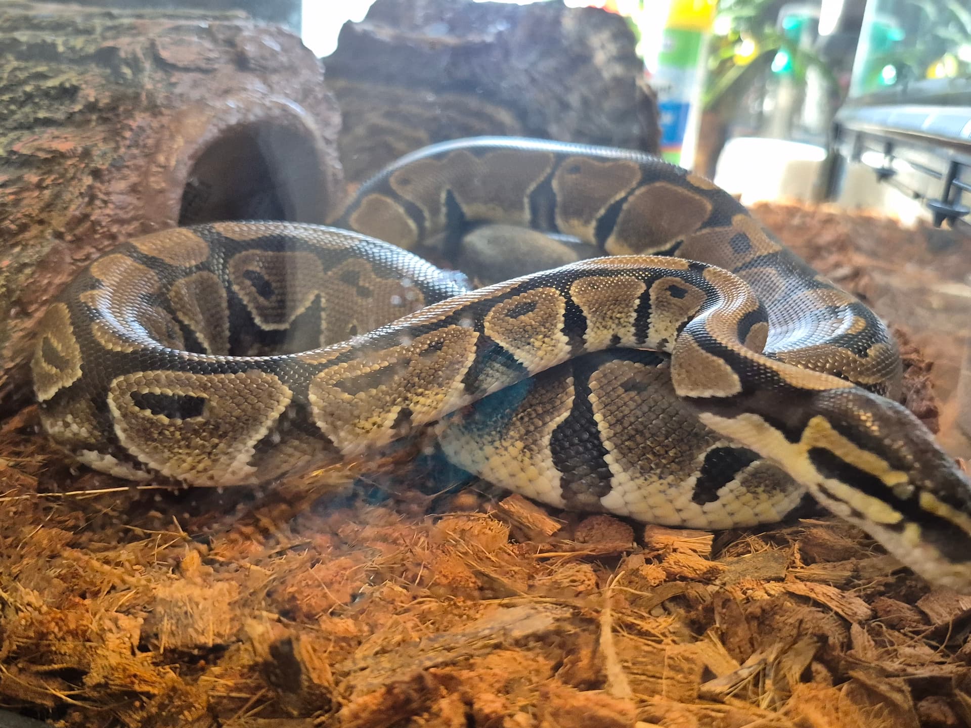 Id pretty sure hes a normal - Ball Pythons - MorphMarket Reptile Community