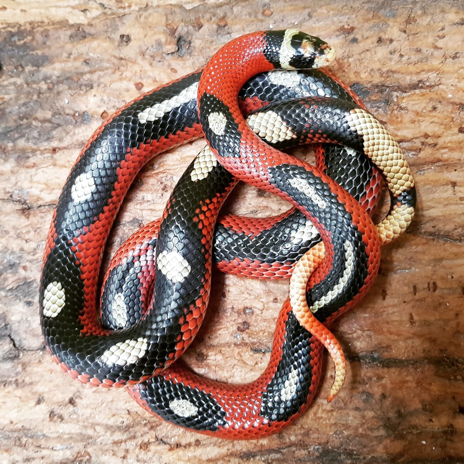 Splotched/striped Sinaloan Milk Snake by Snakeria