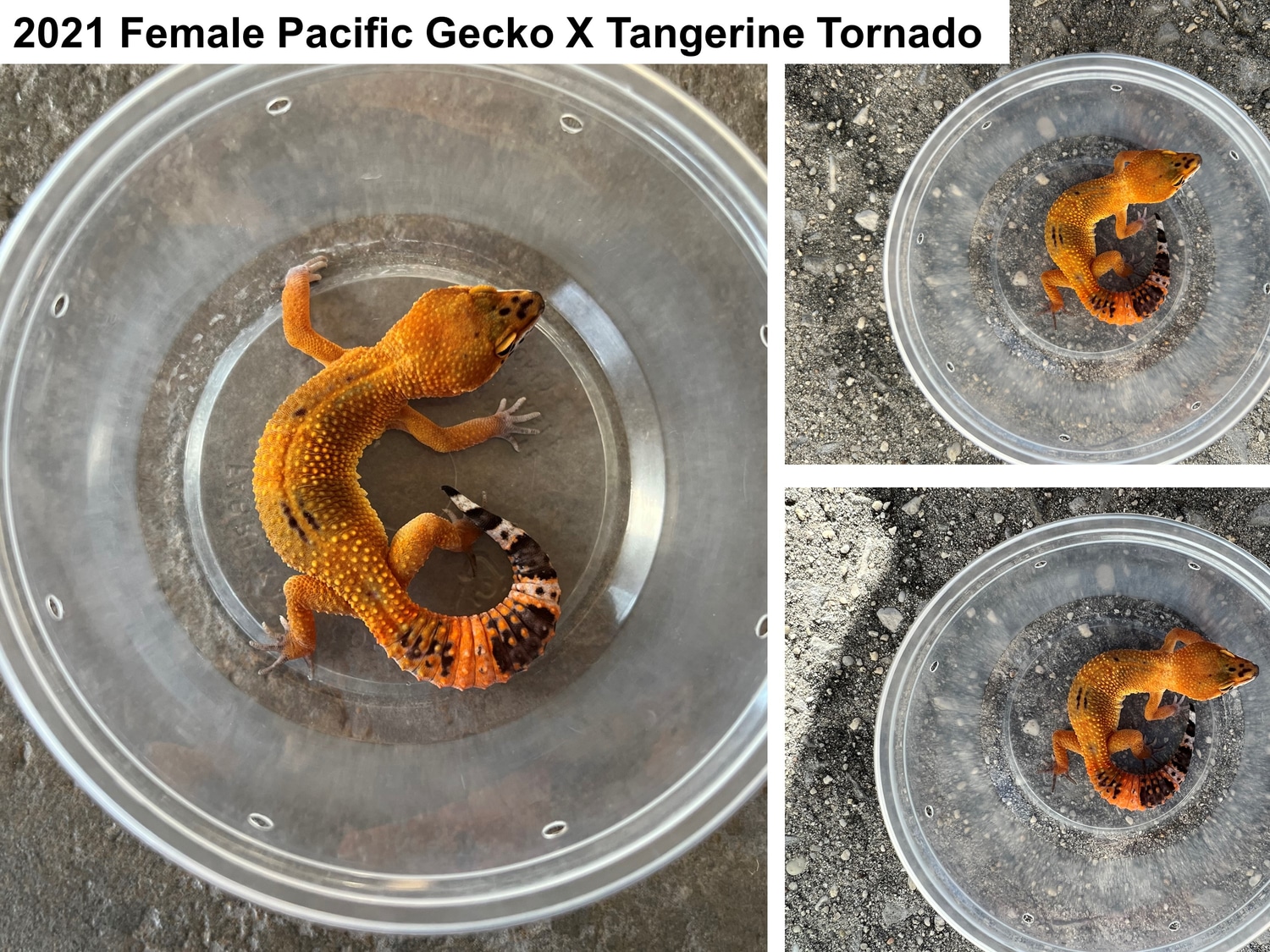 Tangerine Tornado X Pacific Gecko Female # 3 Leopard Gecko by JMH Herpetology