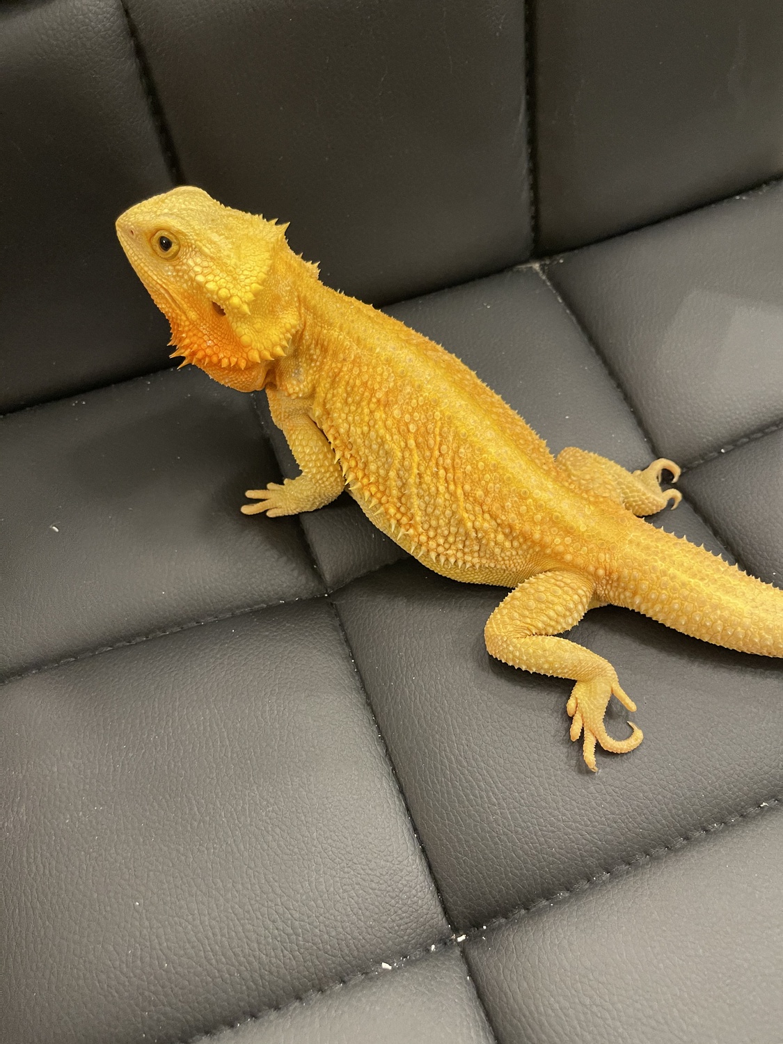 Hypo/Trans Genetic Stripe Dunner (Carolina Classic Dragons) Central Bearded Dragon by VVC Reptiles