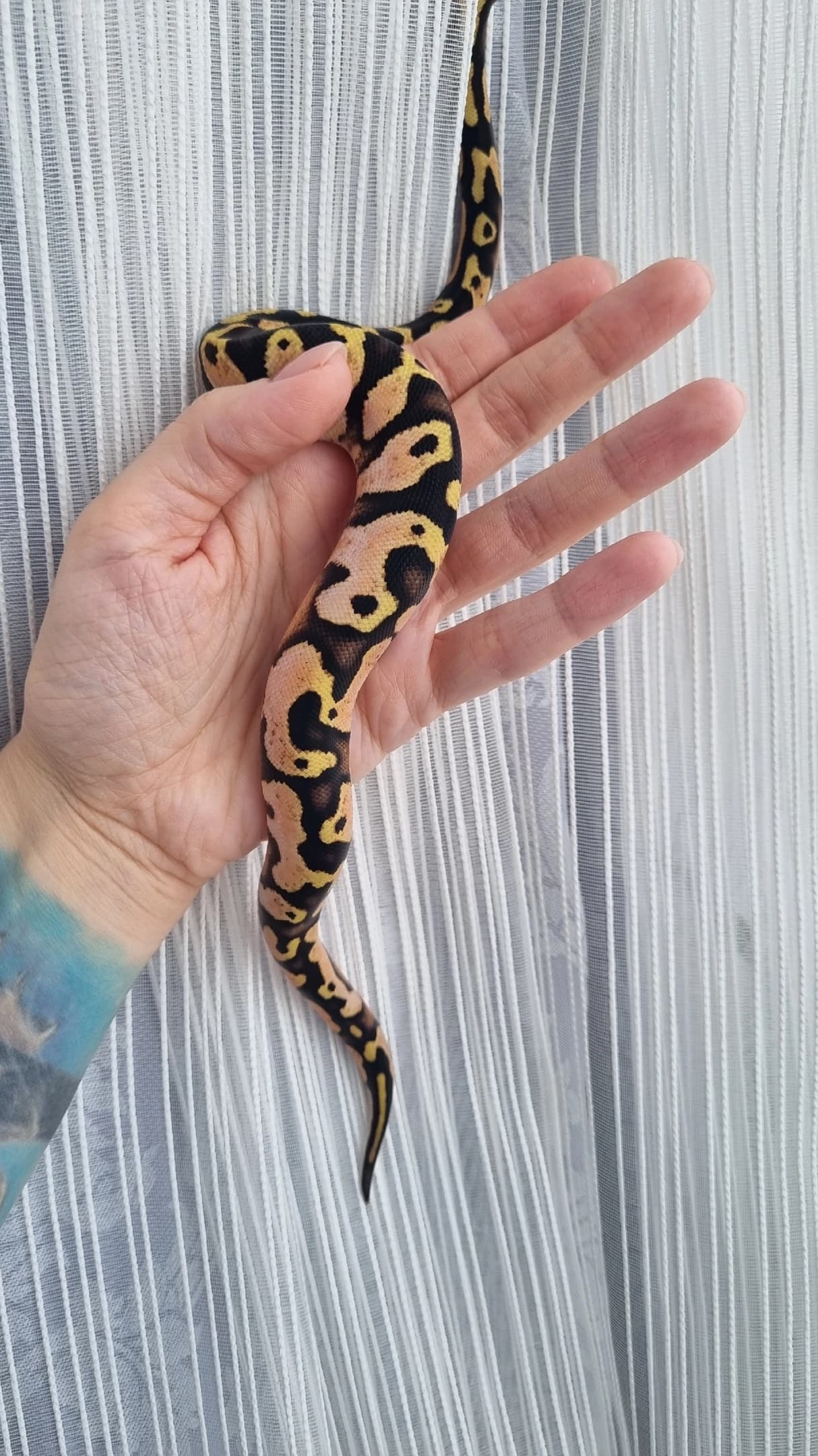 Help ID ball python - Ball Pythons - MorphMarket Reptile Community