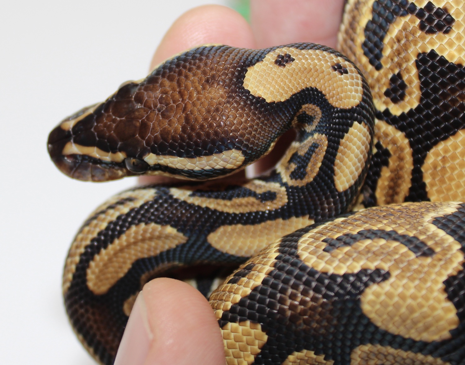 Arroyo Ball Python by Castro's Constrictors