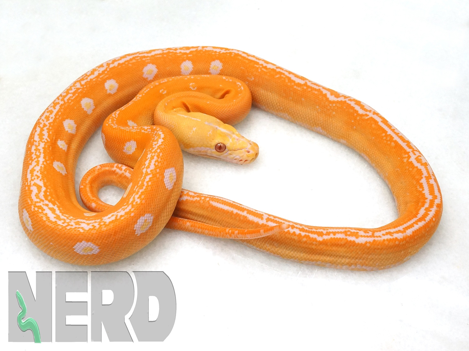 Albino Goldenchild Graniteback Reticulated Python by New England Reptile Distributors