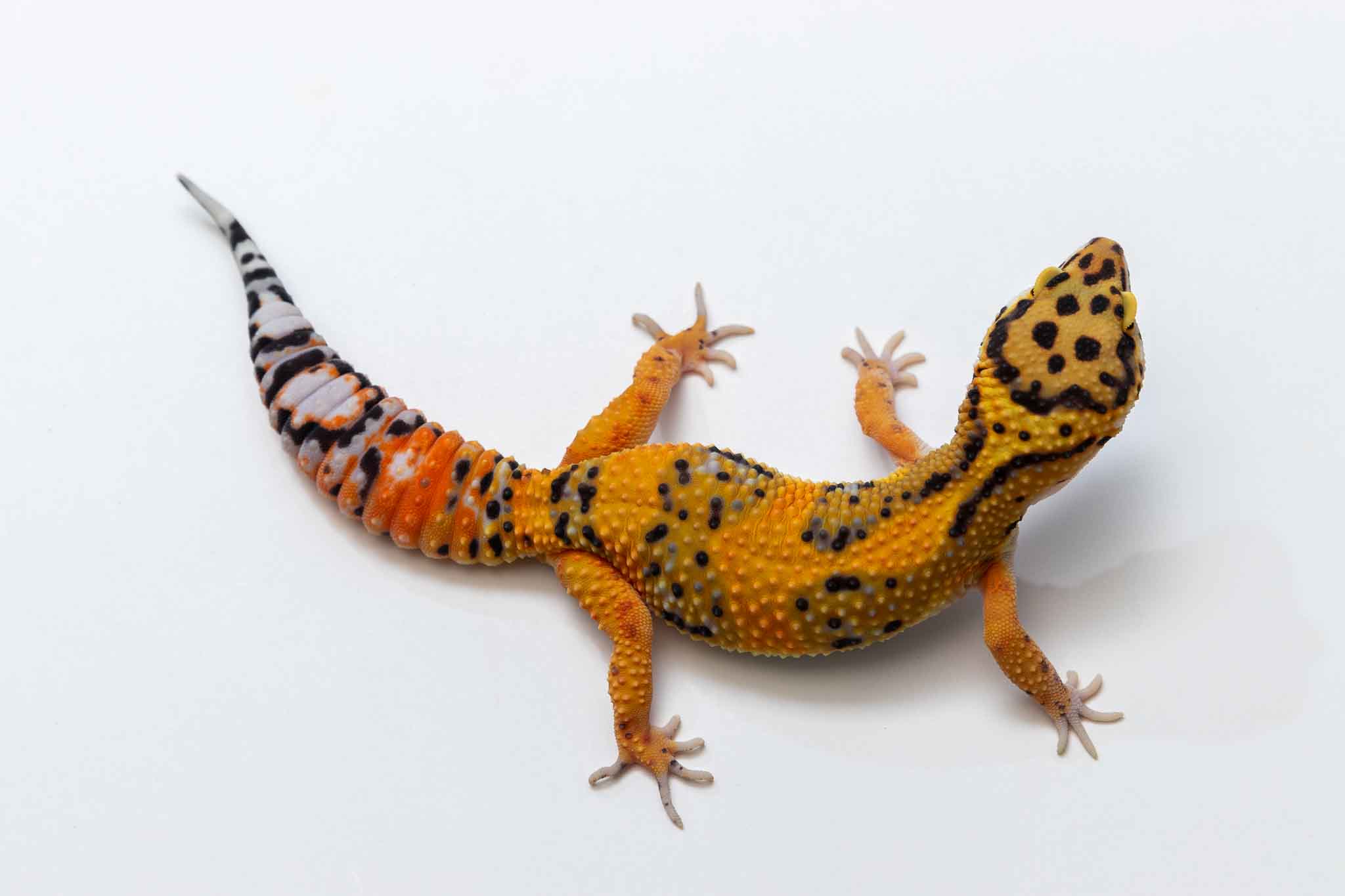 Firebold Leopard Gecko by Suburban Geckos