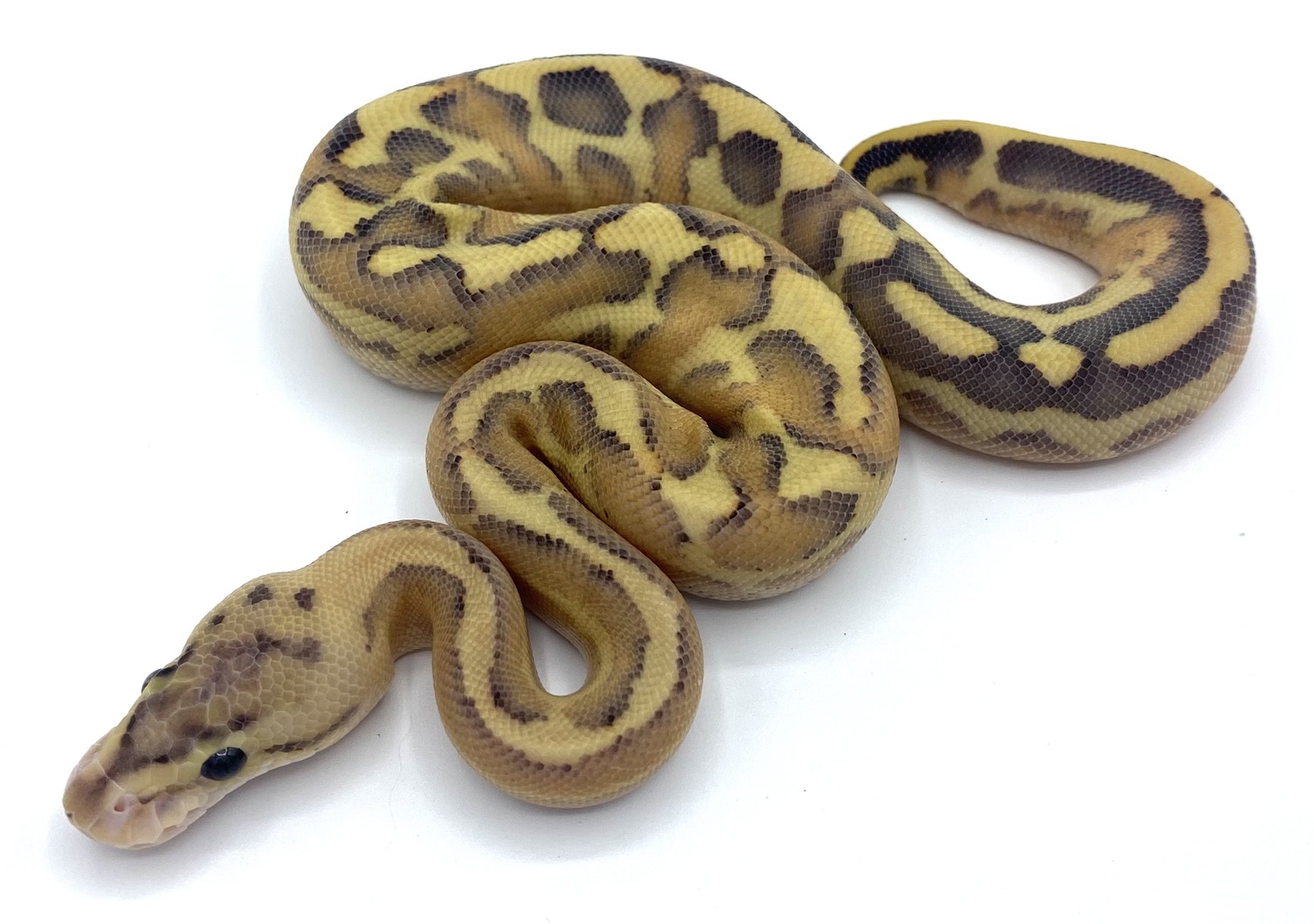 Leopard Puma Het. Puzzle Ball Python by Aesthetic Selection Reptiles