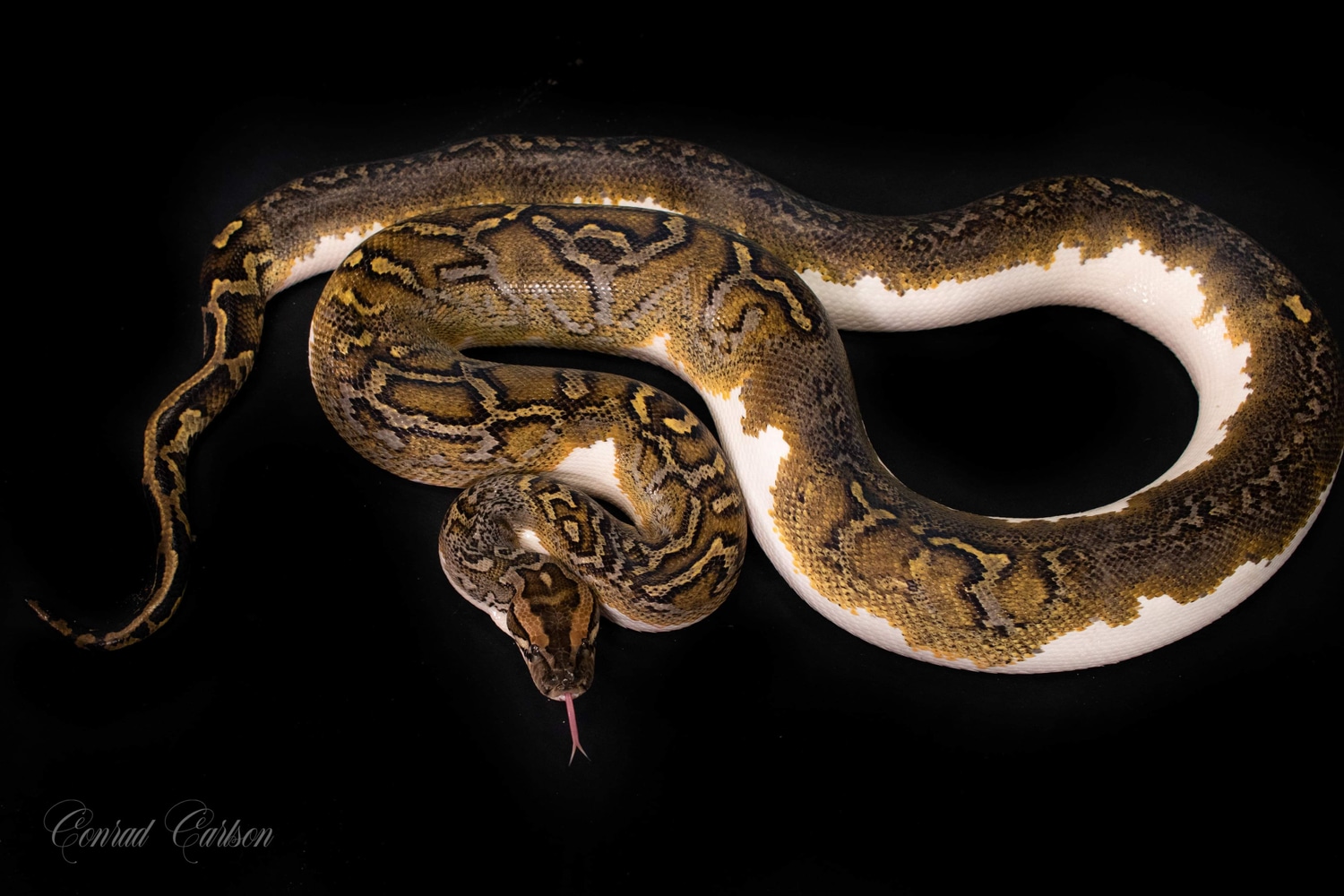 Pied Poss Het Albino Burmese Python by CNR Reptiles