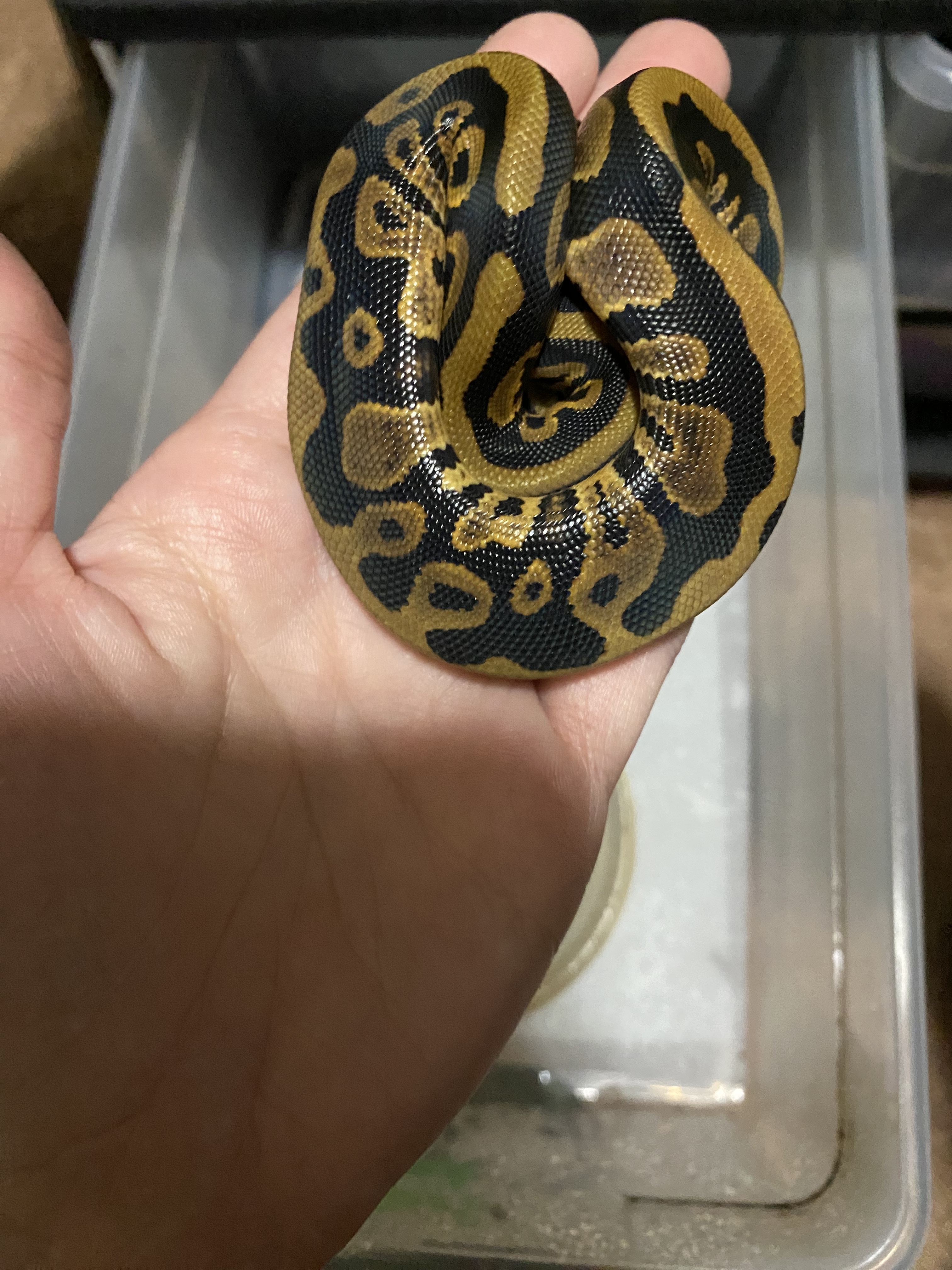 2023 Leopard Bamboo clutch, something odd - Ball Pythons - MorphMarket ...