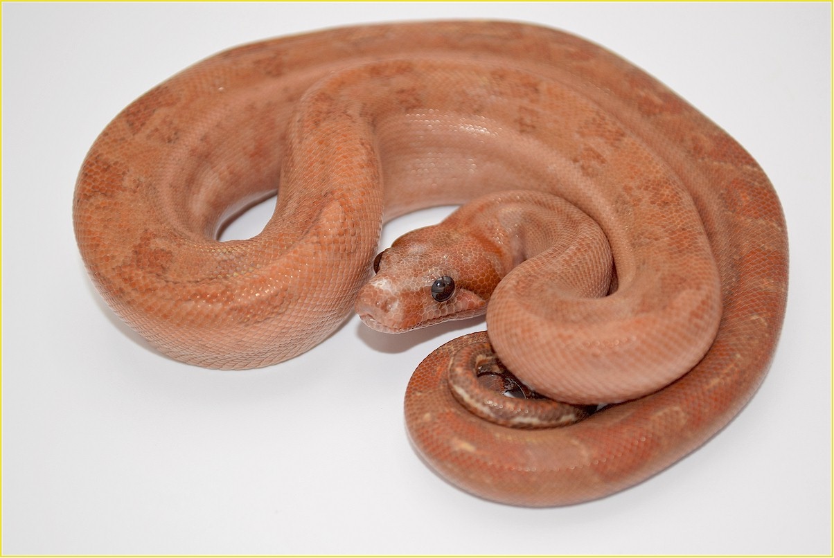 Red Baron Boa Constrictor by Freek Nuyt / FNReptiles