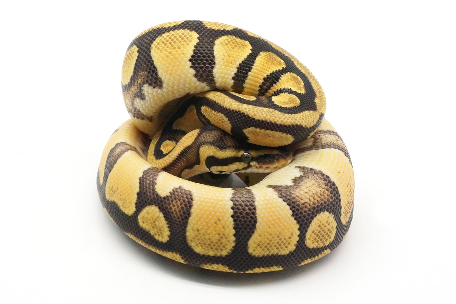 Pastel EMG Enchi Ball Python by New England Reptile Distributors