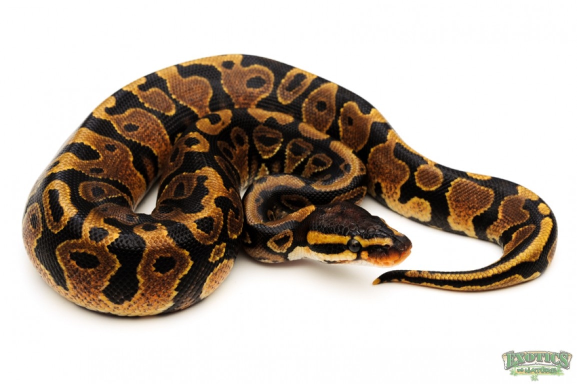 GRAVEL Guaranteed!! Ball Python by Exotics by Nature Co.