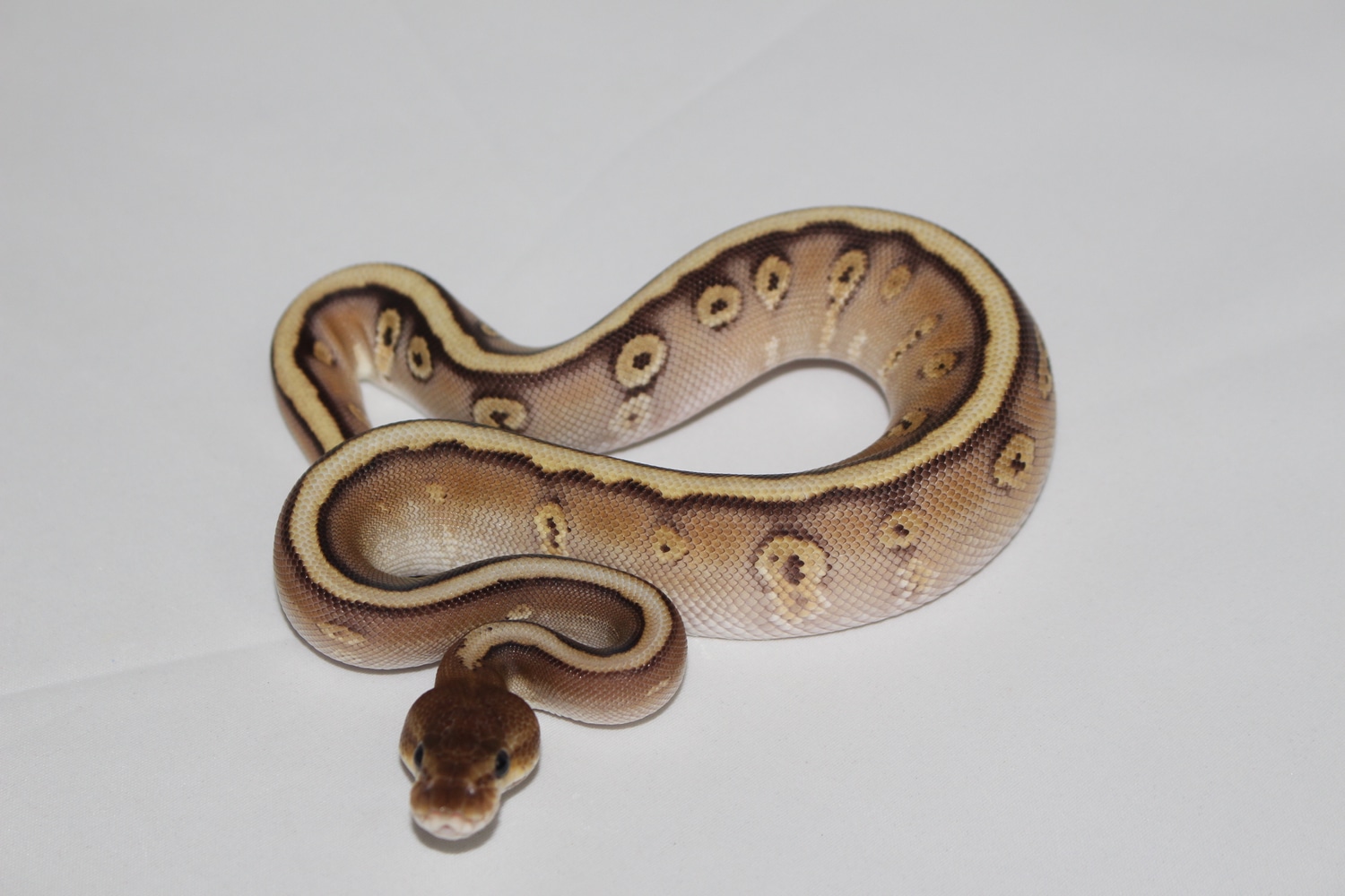Mojave Enchi HGW Possible Odium Ball Python by Osmun Reptiles