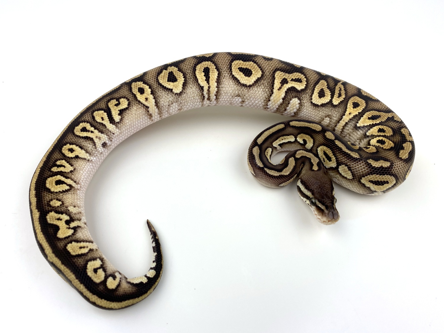 Pastel Mystic Redstripe 100% Het Pied Ball Python by Royal Constrictor Designs