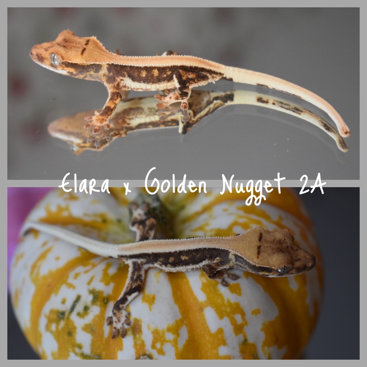 Full Dorsal Lilly White Crested Gecko by Crestie Universe