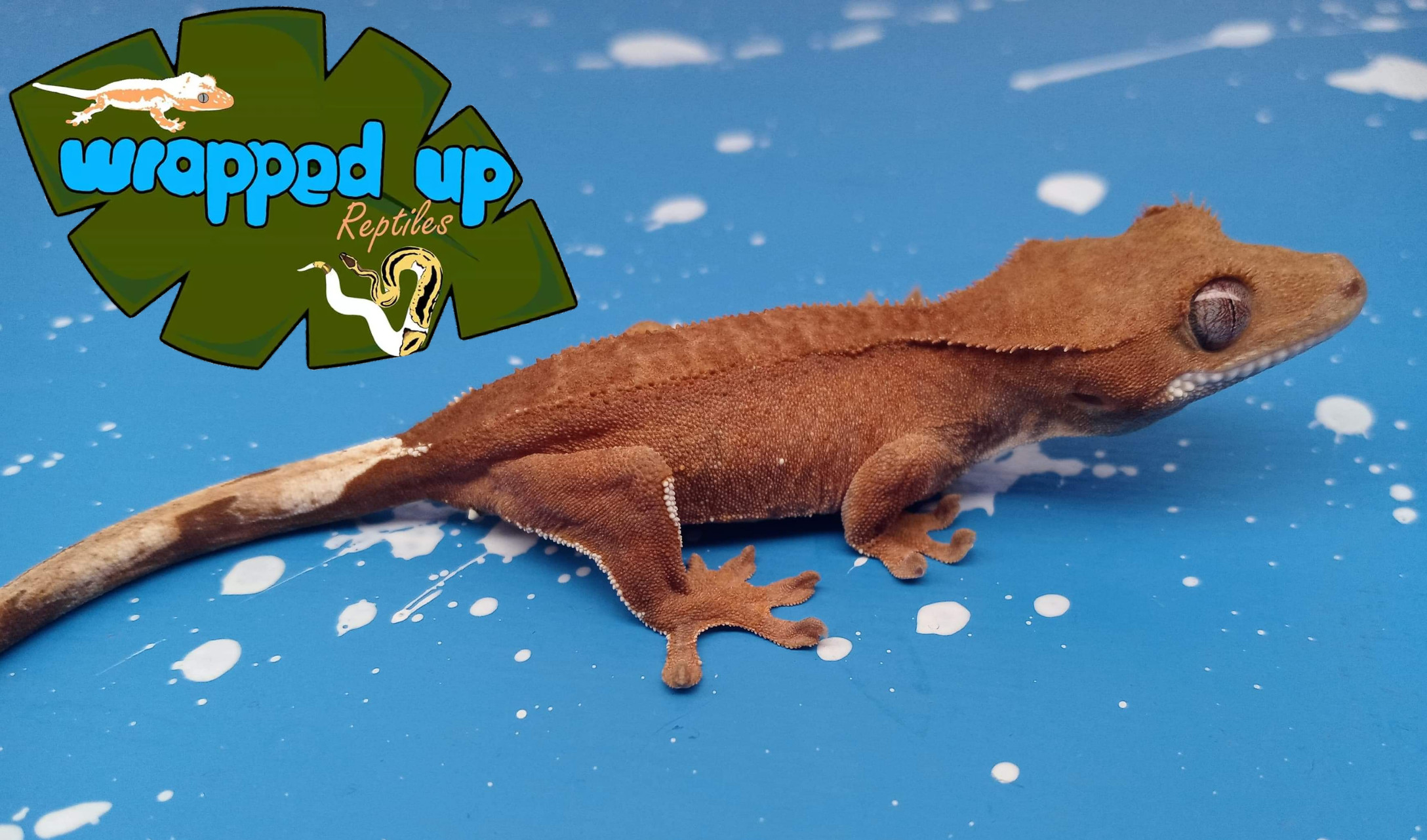 Patternless Crested Gecko by Wrapped Up Reptiles