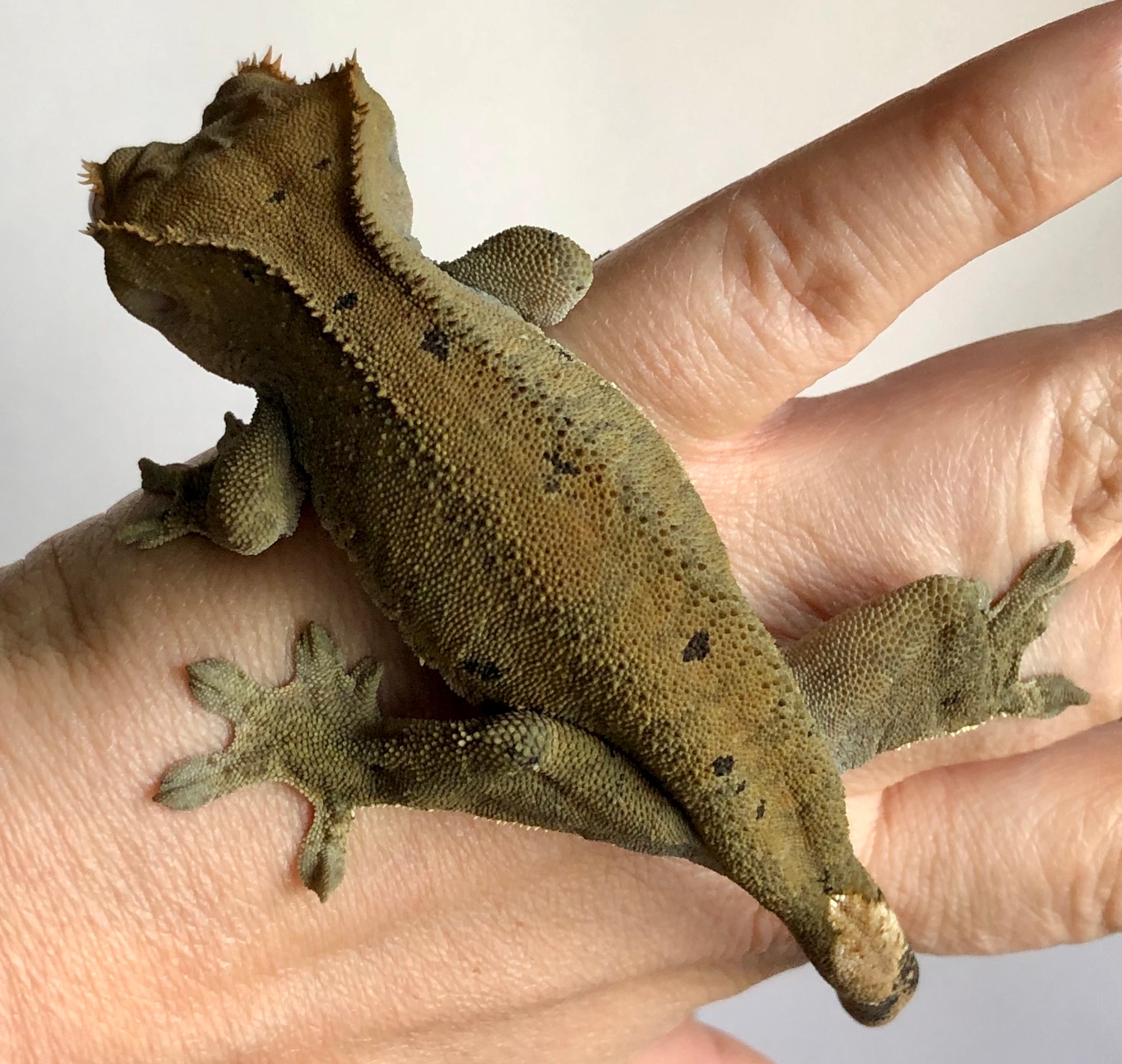 Olive Dalmatian, Charcoal Line Crested Gecko by Canvas Geckos