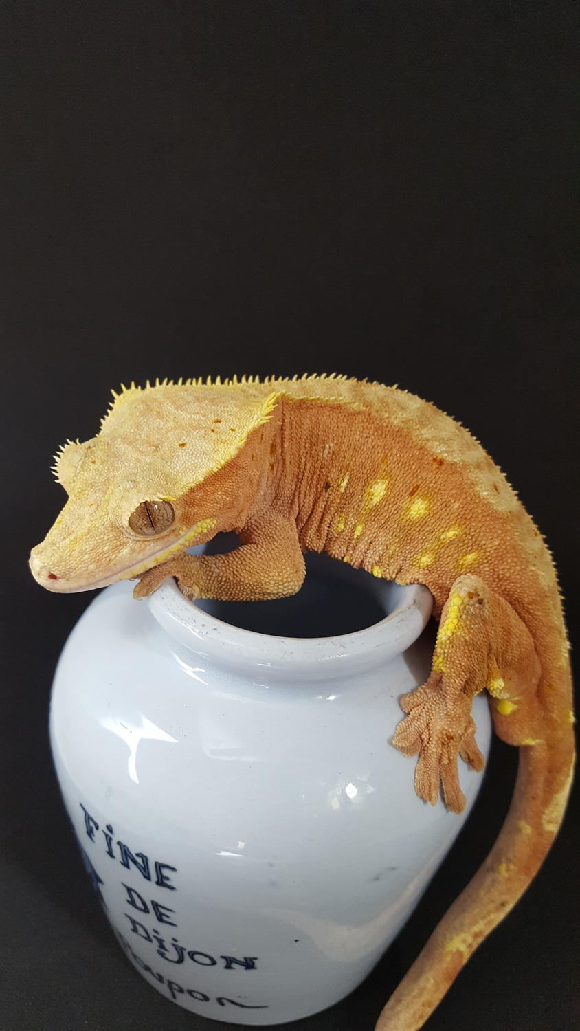 Pink Male Crested Gecko by Blue Fox Exotics
