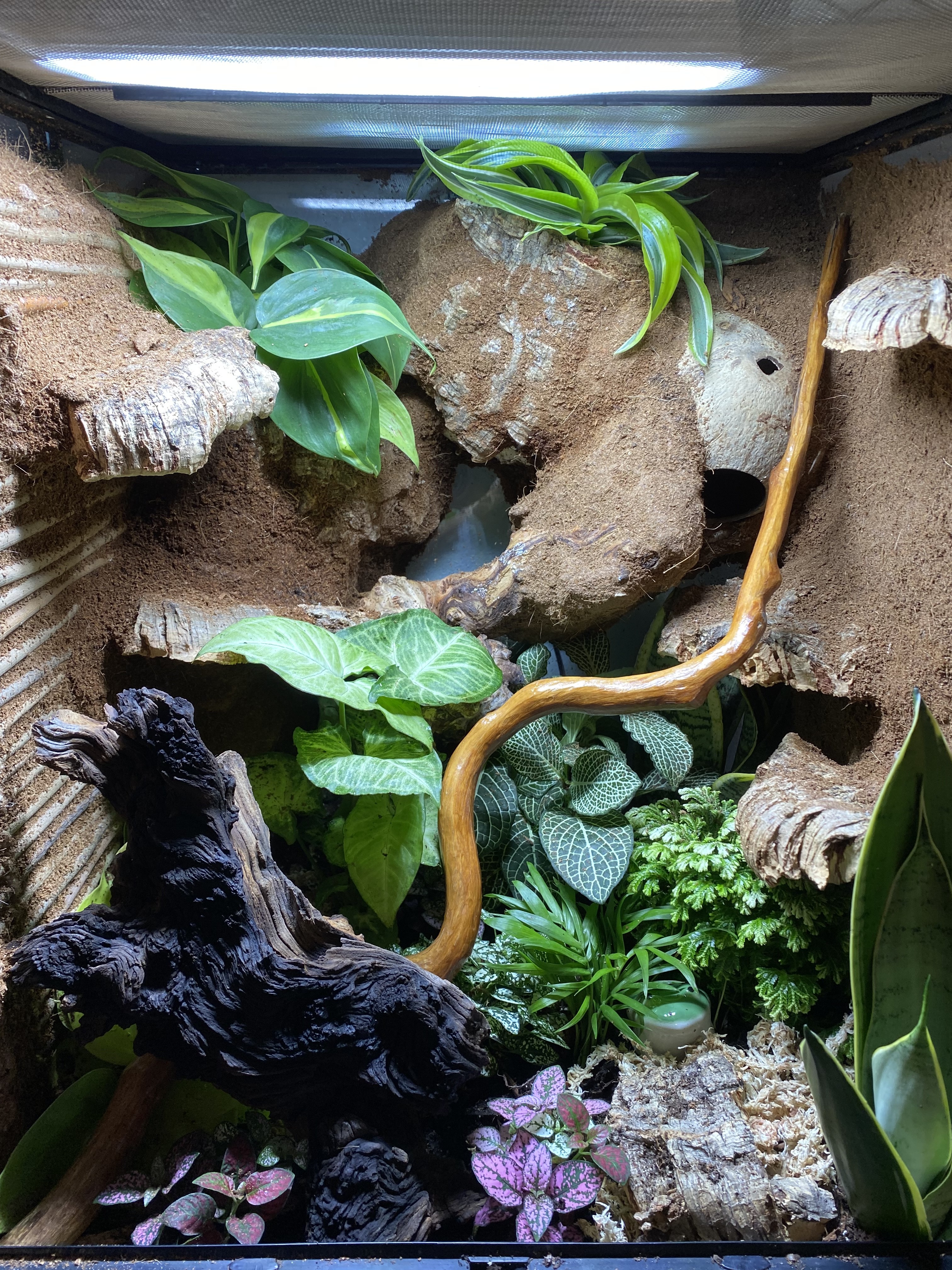 What is this green spot in my live terrarium : r/CrestedGecko