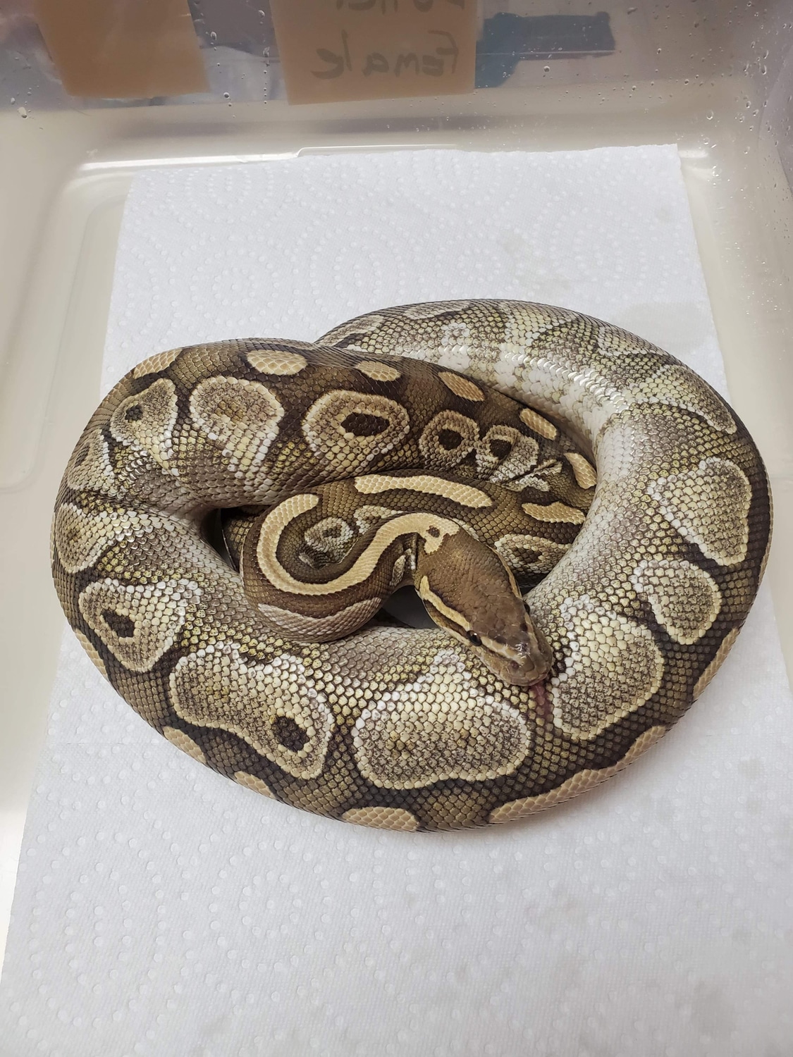 Butter Ball Python by J&K Ball Pythons