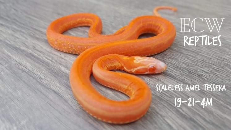 Scaleless Amel Tessera Corn Snake by ECW Reptiles