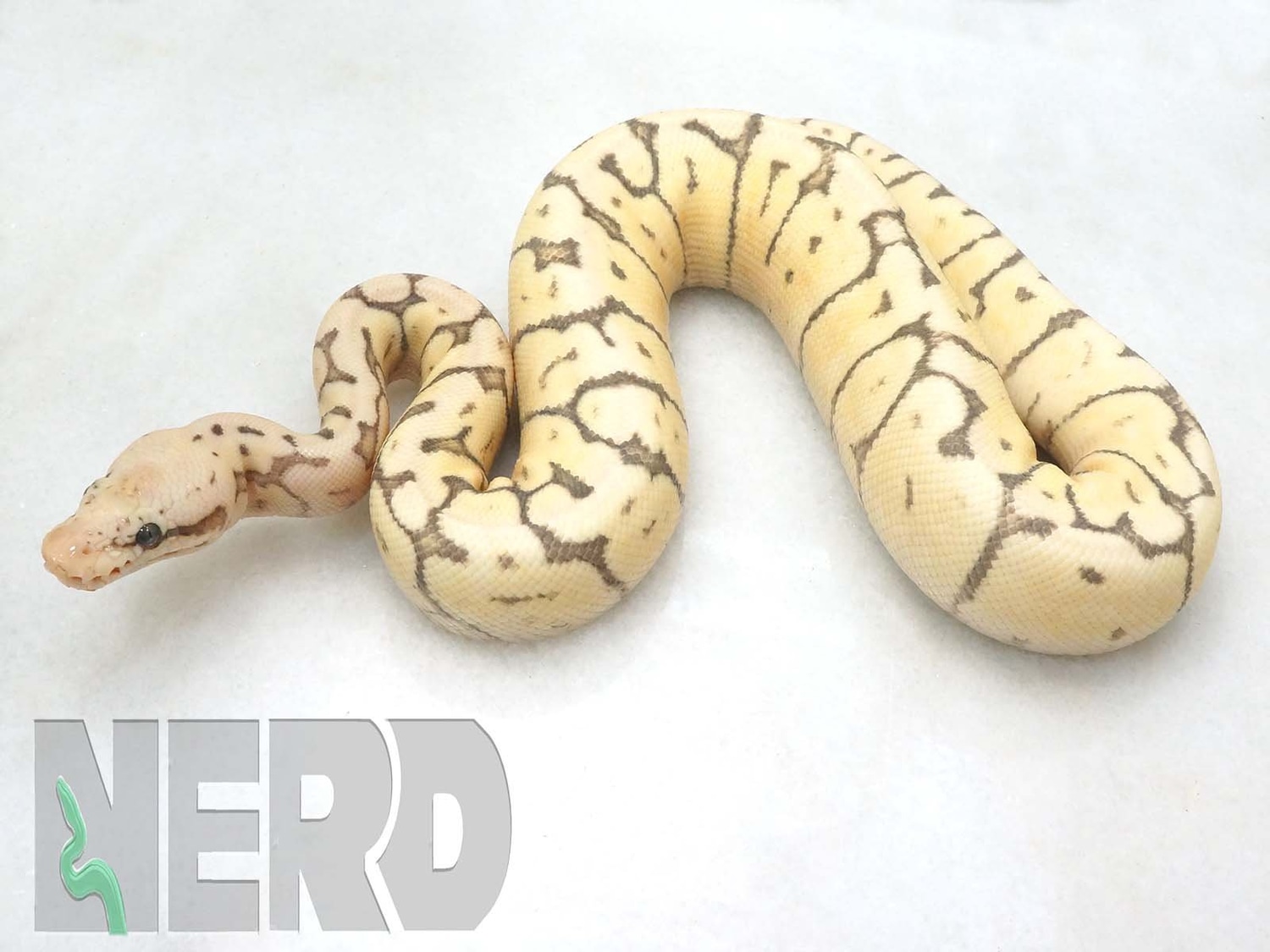 Killerbee Lemonback Probably GHI Possibly Yellowbelly Ball Python by New England Reptile Distributors