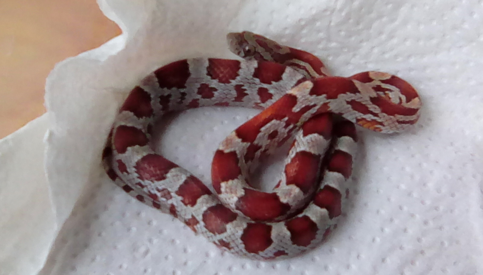 Miami Corn Snake by ECW Reptiles